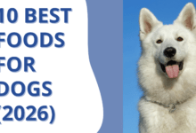 10 Best Foods For Dogs